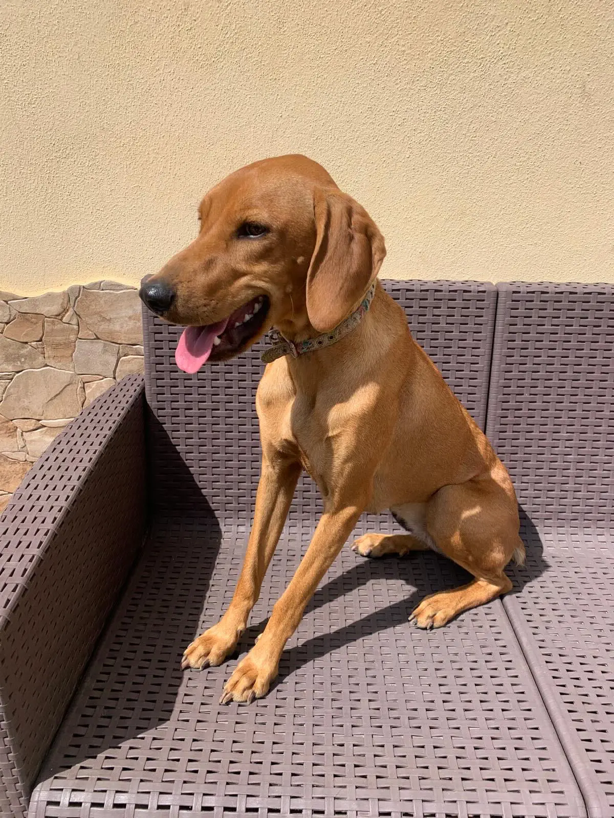 cagna lost    Alghero Bella e altea