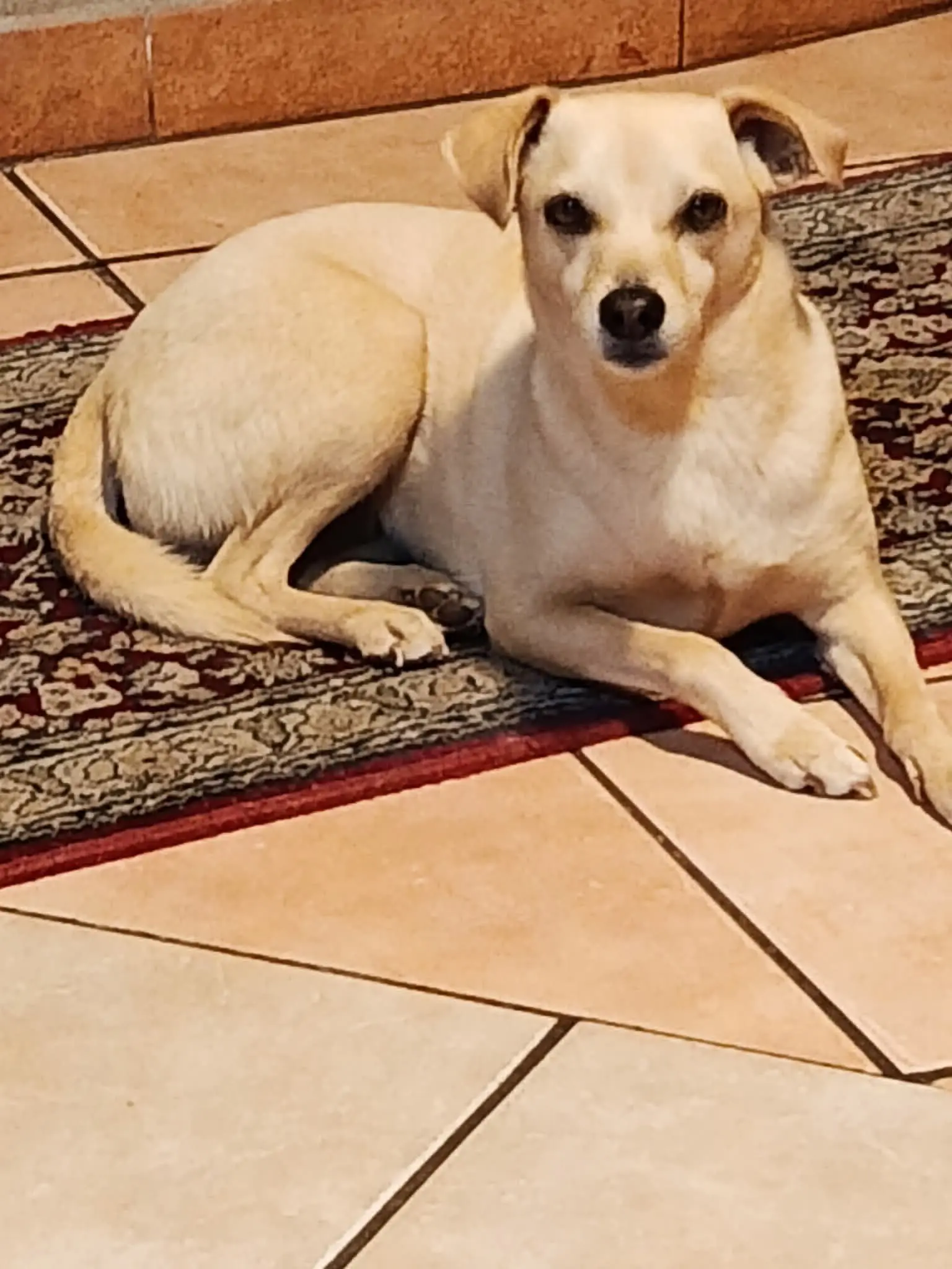 cagna lost    Alghero Cloe