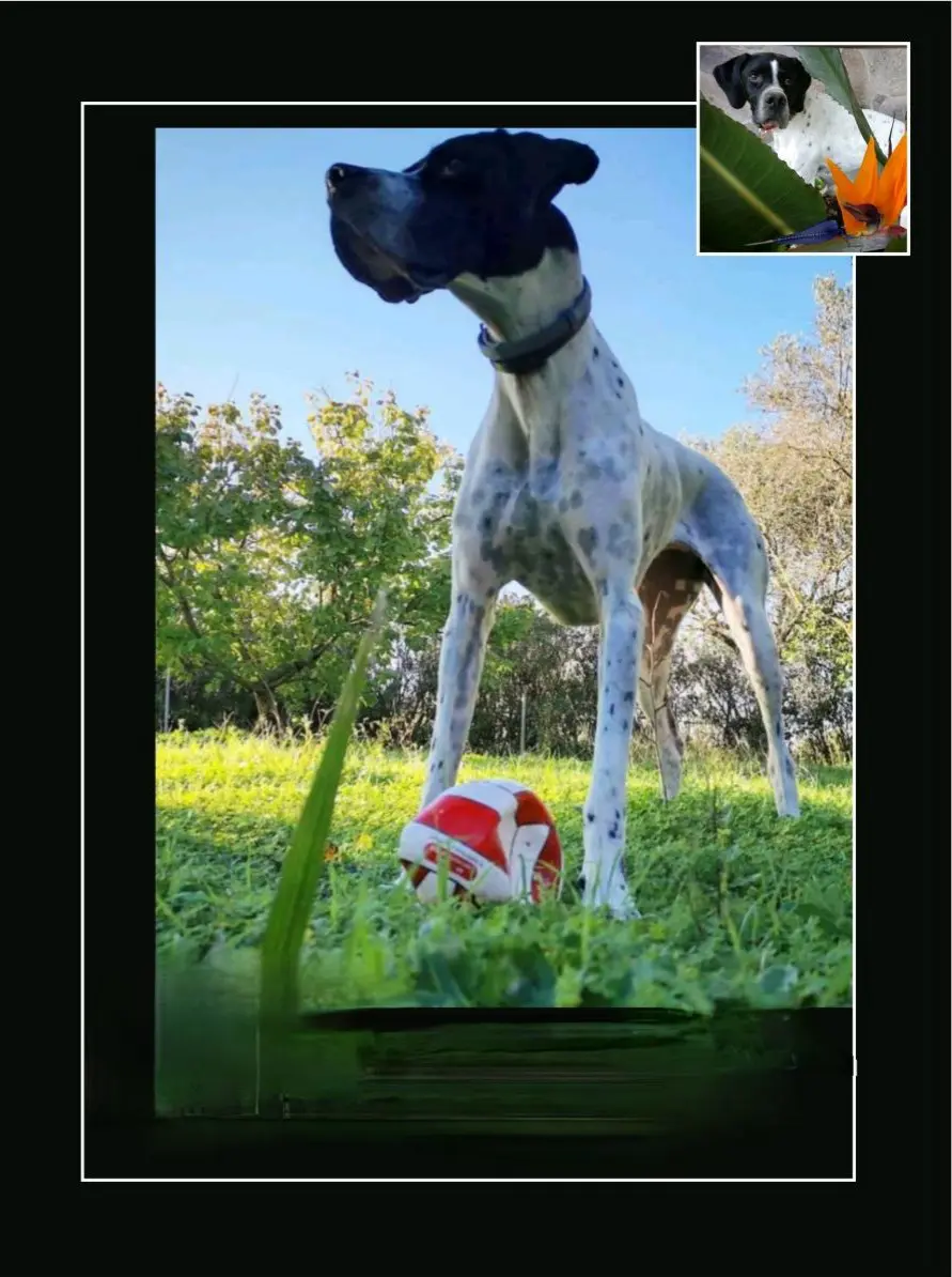 cagna lost   07037 Sòssu/Sorso Hilda