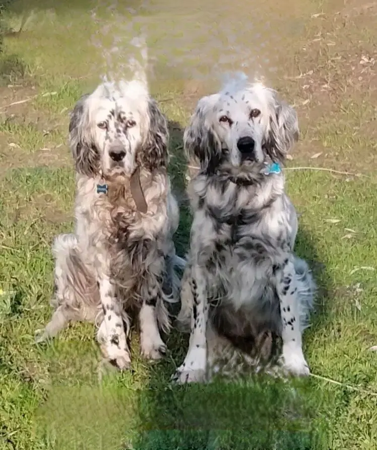 cagna lost   07100 Sassari Bea e kikka