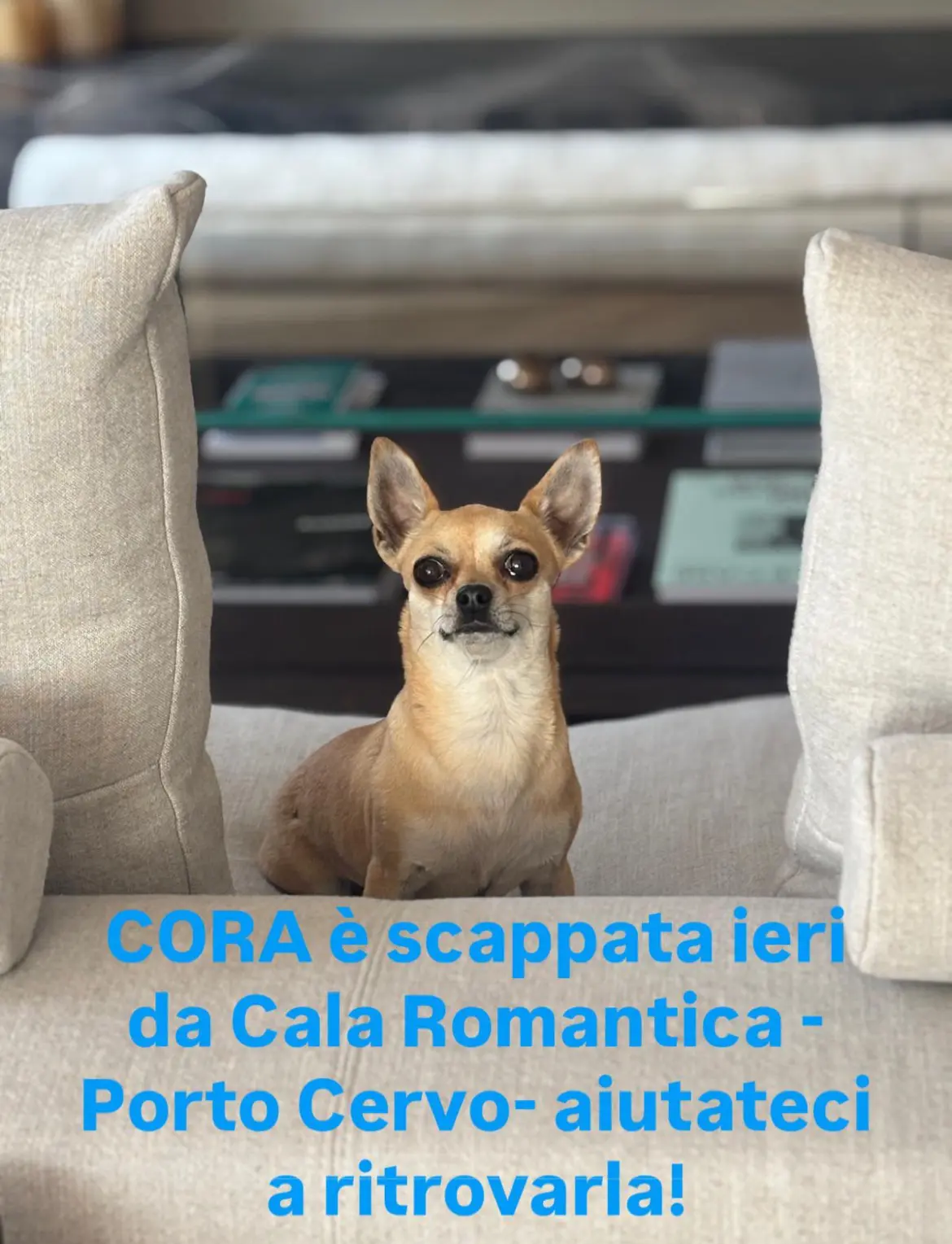 cagna lost  Via Arzachena  Sassari Cora
