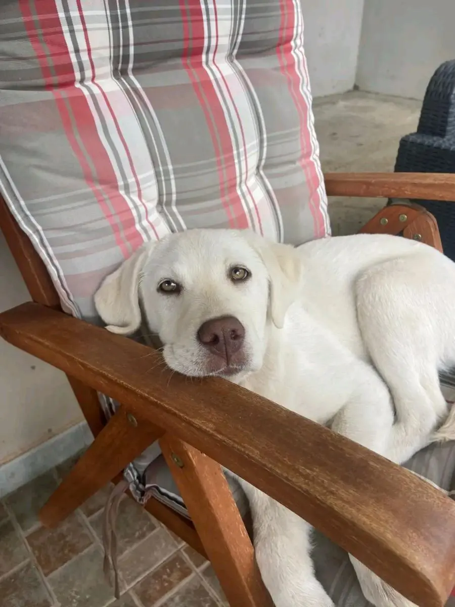 cagna lost   07013 Mores Sophie