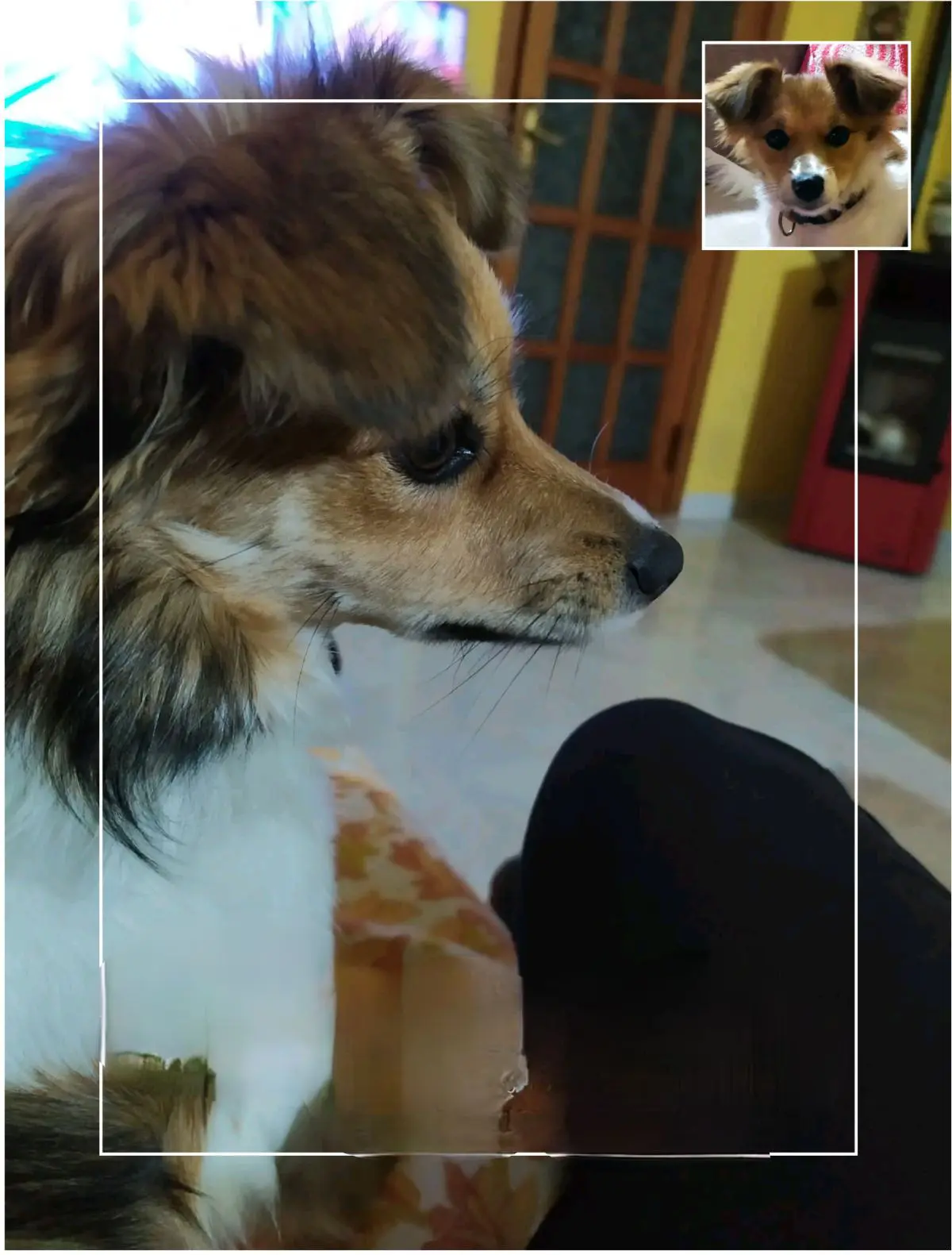 cagna lost   07049 Usini Zoe