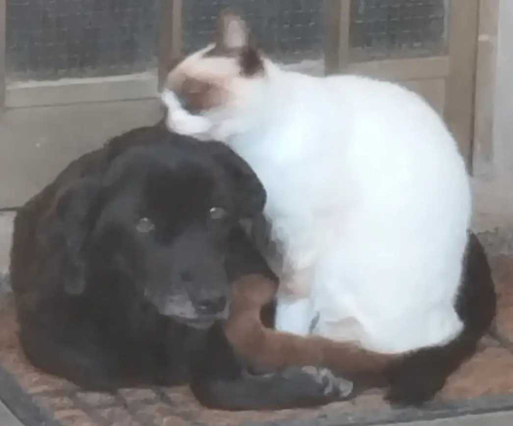 cagna lost   09016 Iglesias Amalia