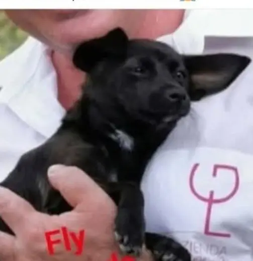 cagna lost   09040 Solèminis/Soleminis Fly