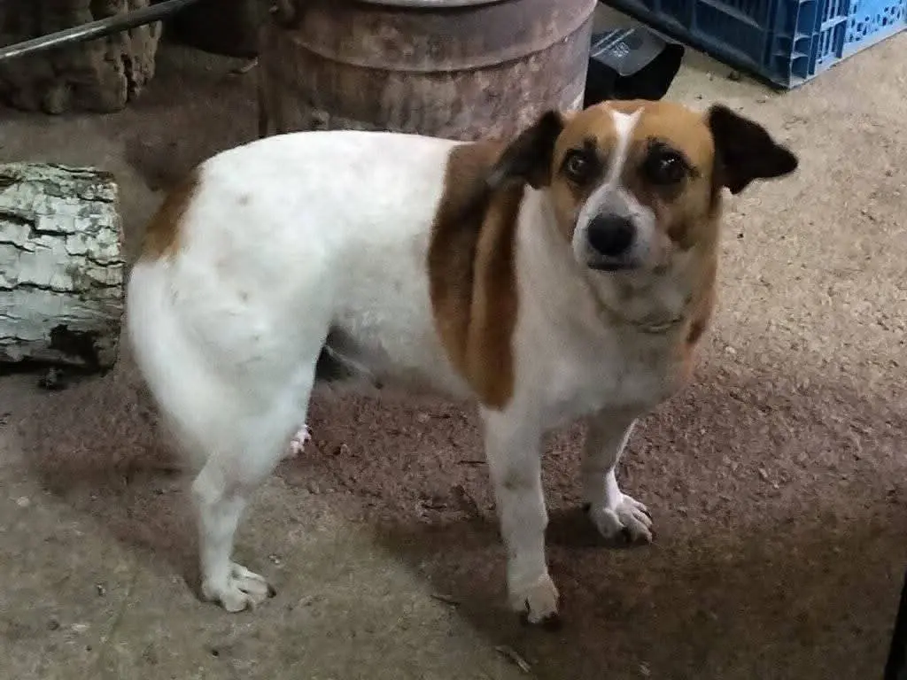 cagna lost   09039 Biddacidru/Villacidro Melisa