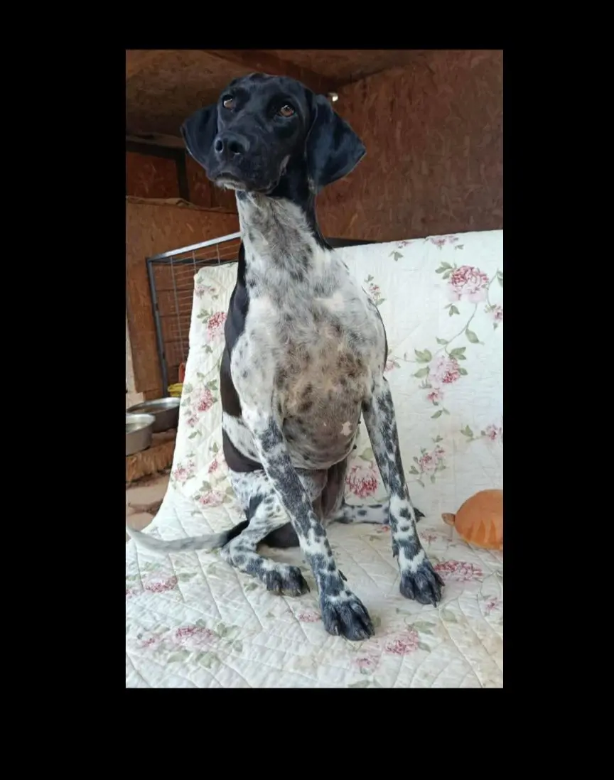 cagna lost   09035 Gonnos/Gonnosfanadiga Ninetta