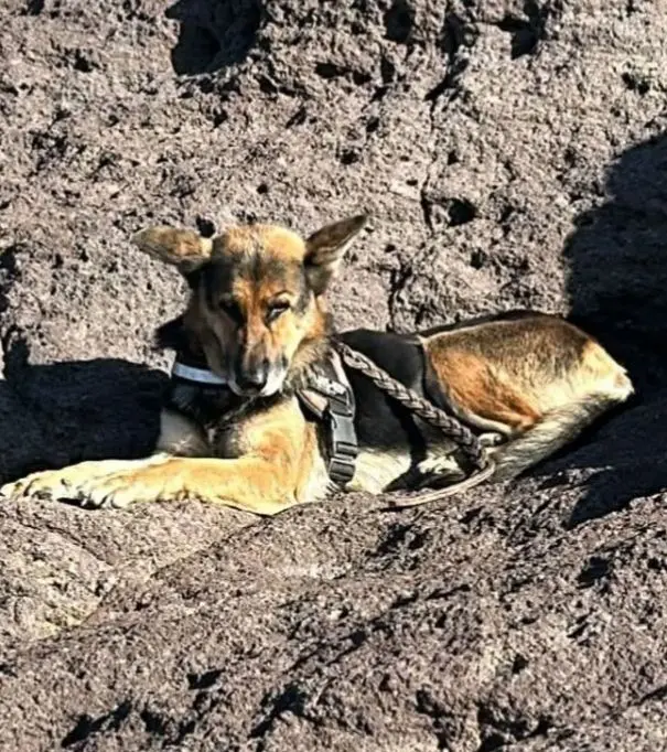 cagna lost   09013 Carbonia Shiva