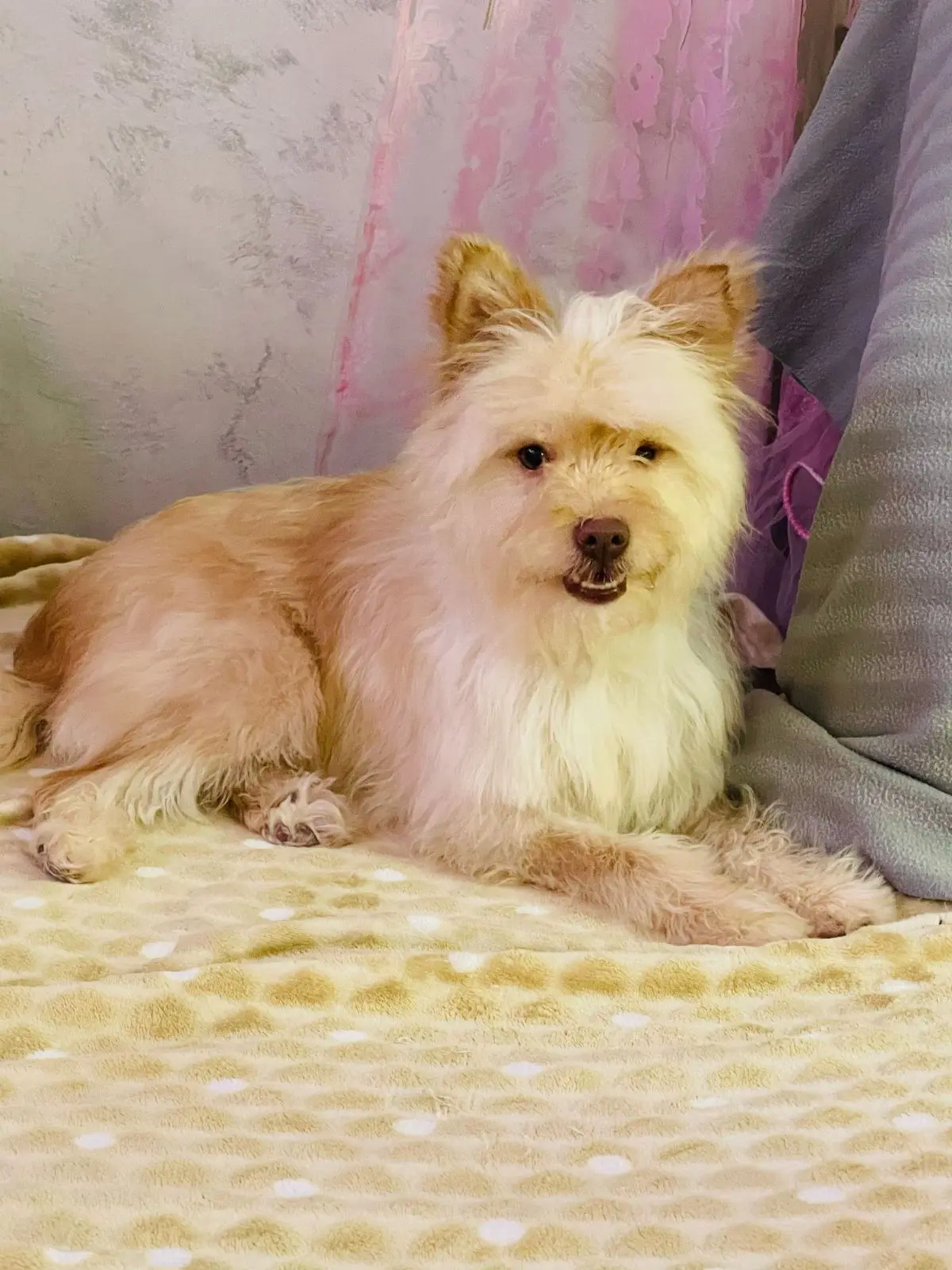 cagna lost   17011 Albisola Superiore Natalina