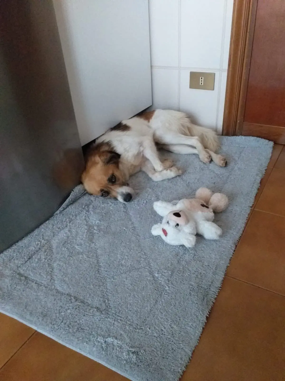 cagna lost   17100 Savone Kelly