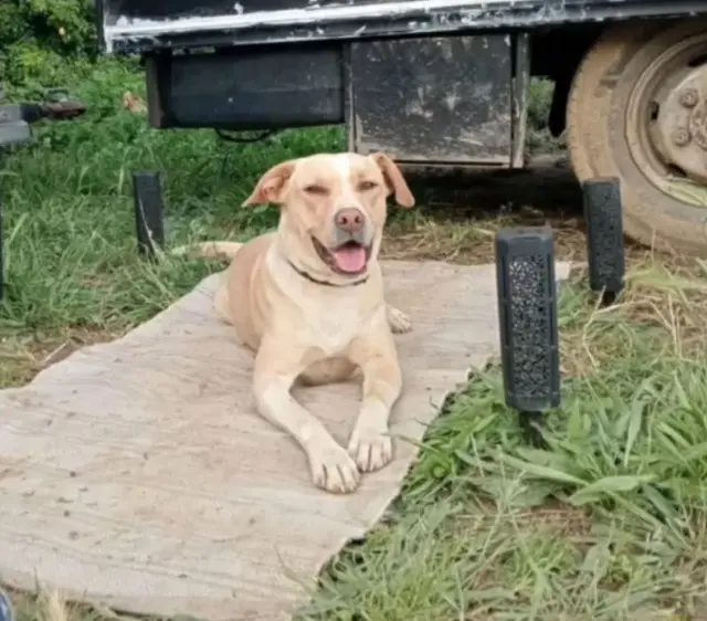 cagna lost   74024 Manduria Blondie