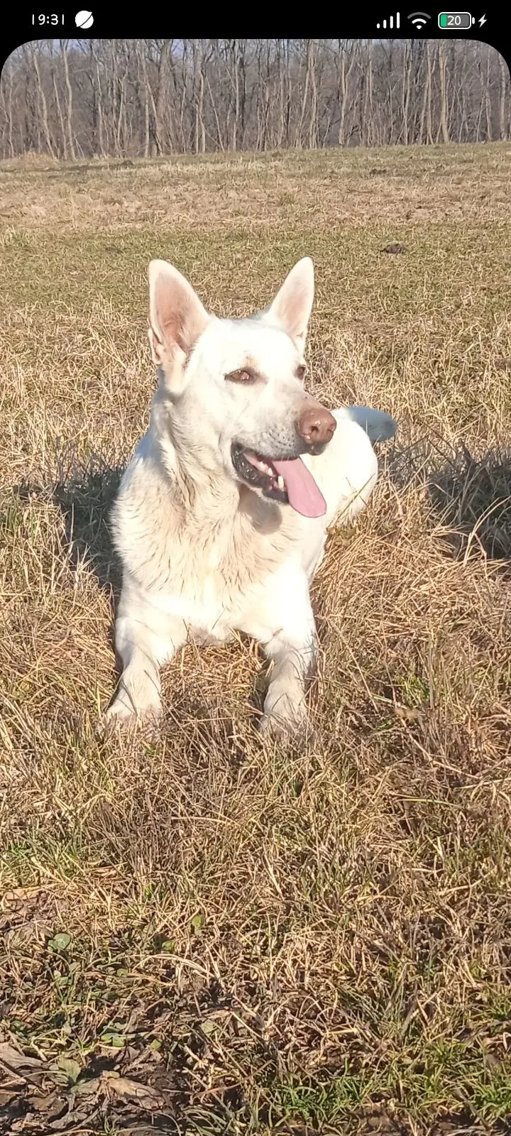 cagna lost    Lombardore Baida