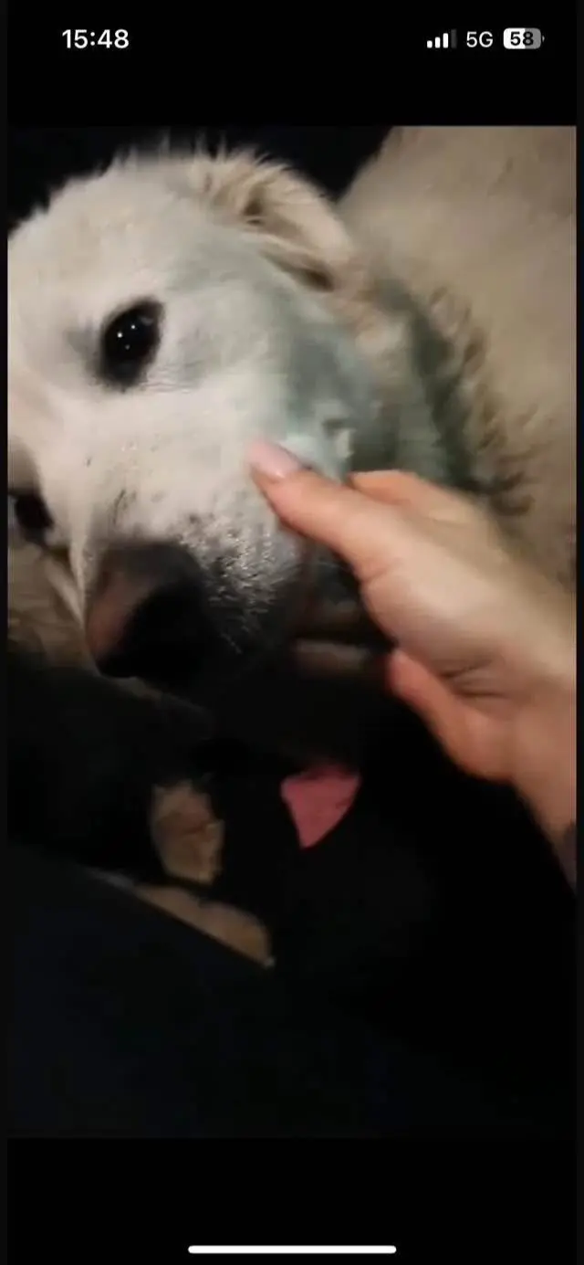 cagna lost    Rosta Bianca