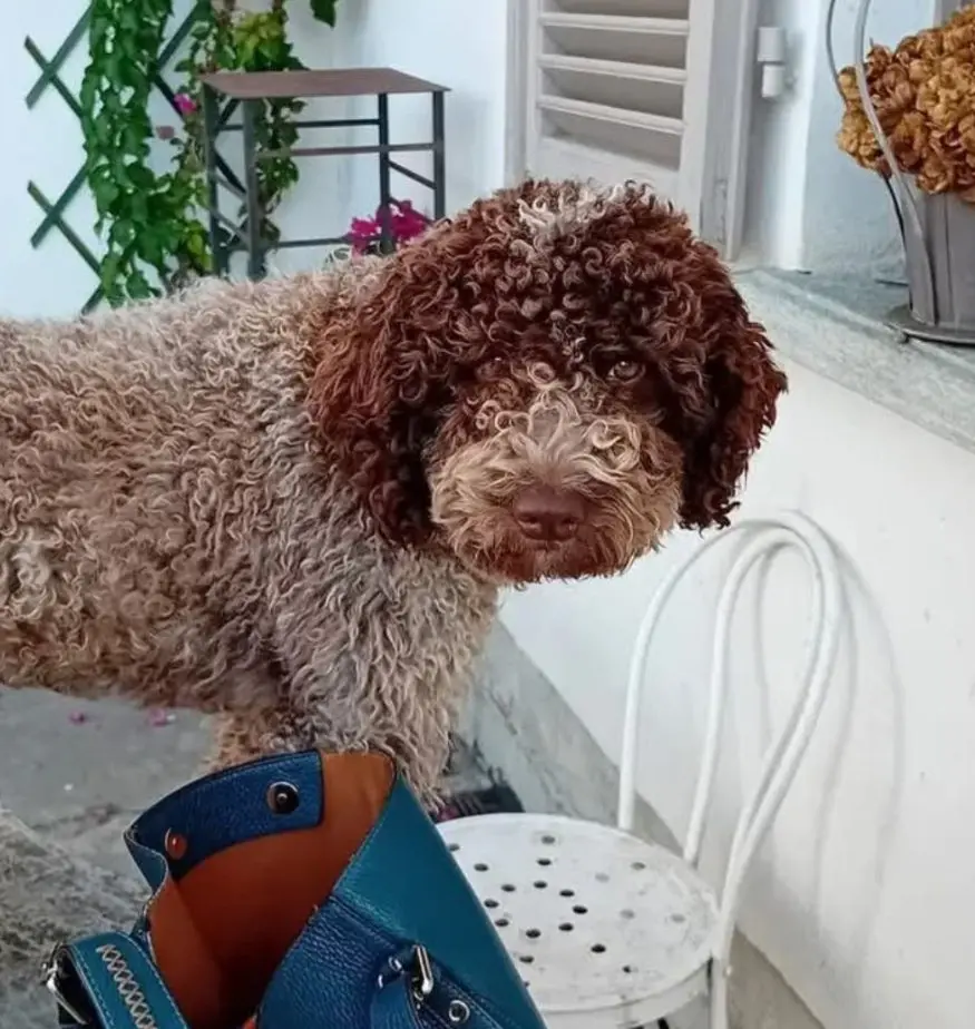 cagna lost   10099 San Mauro Torinese Greta