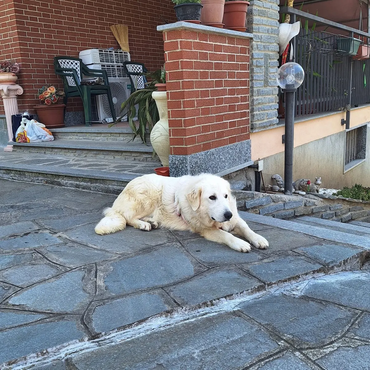 cagna lost   10040 Villarbasse Nuvola