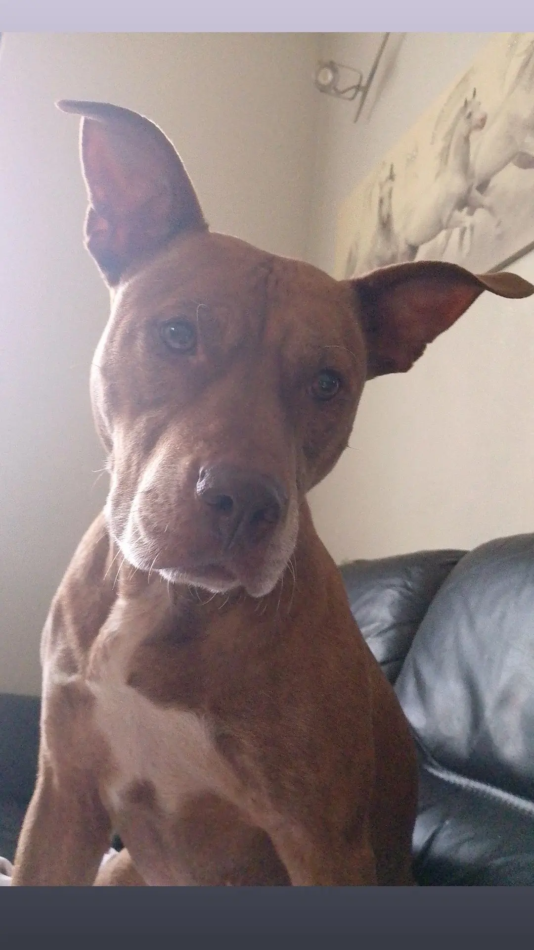 cagna lost    Turin Aruru