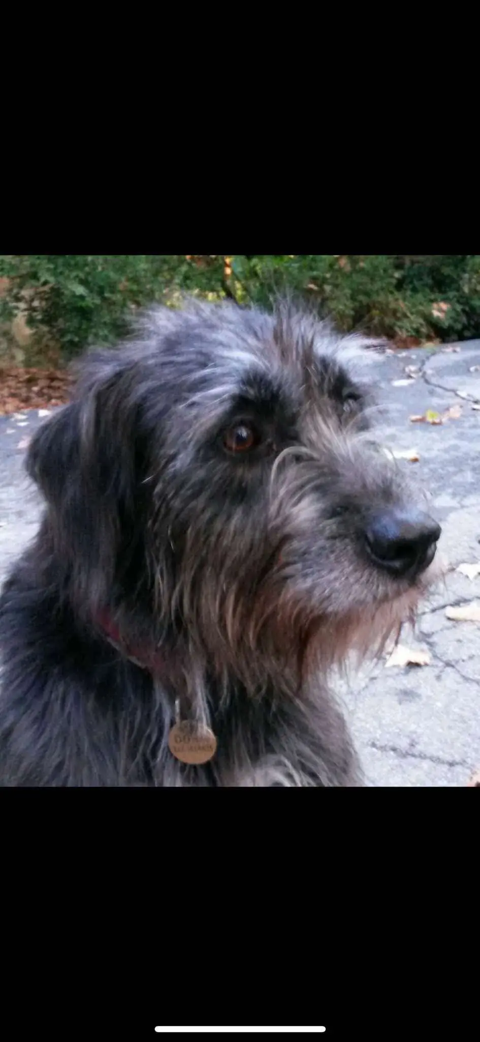 cagna lost    Turin Dora