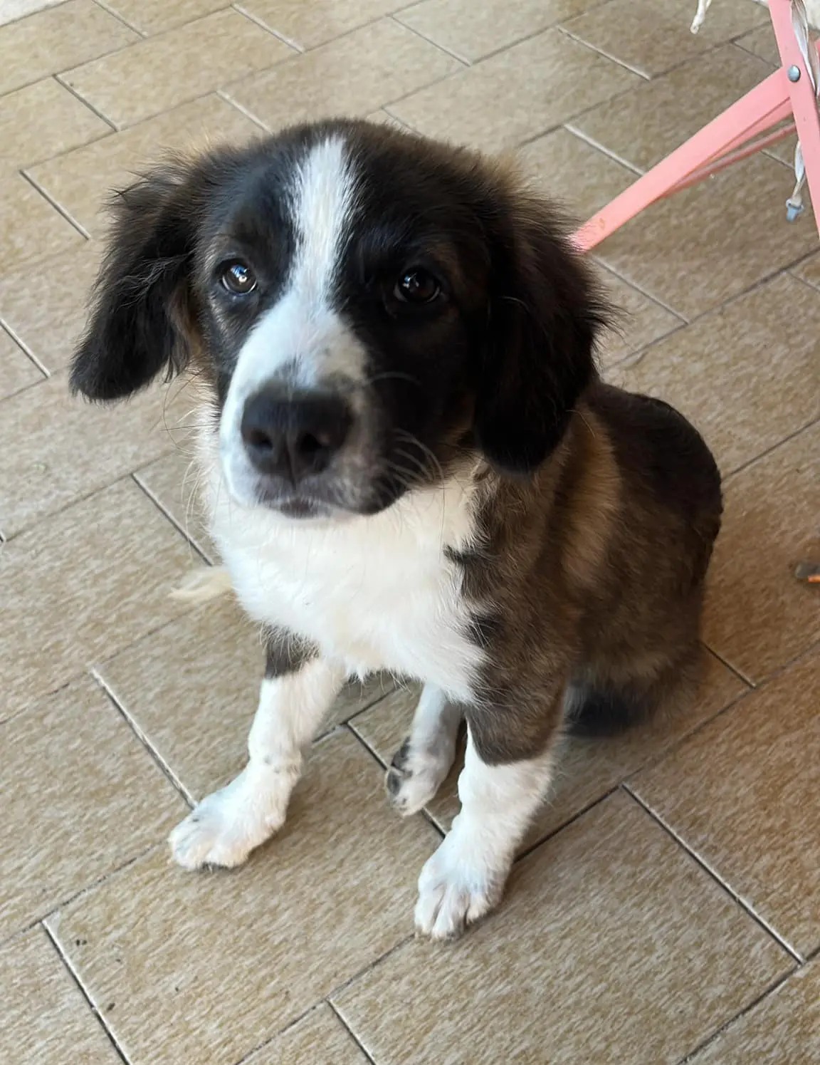 cagna lost   05039 Stroncone Misty