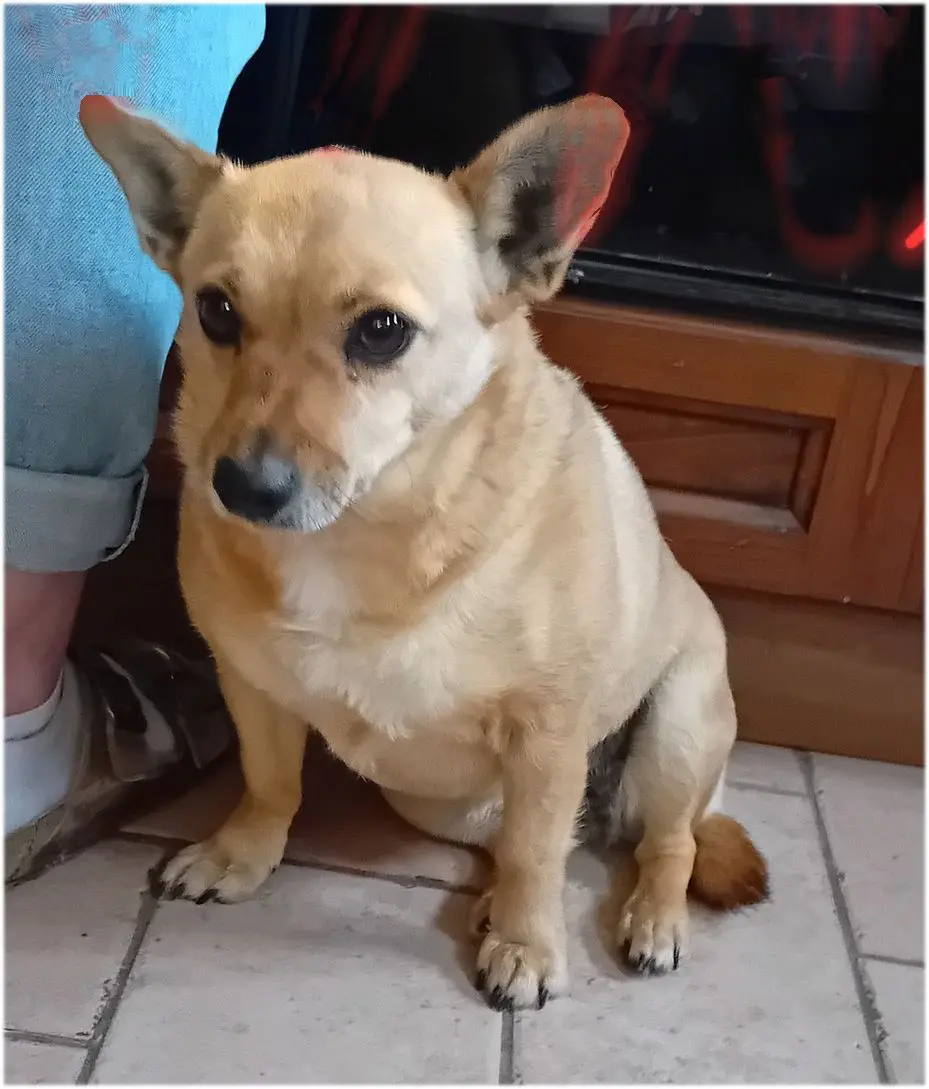 cagna lost   05023 Baschi Nina