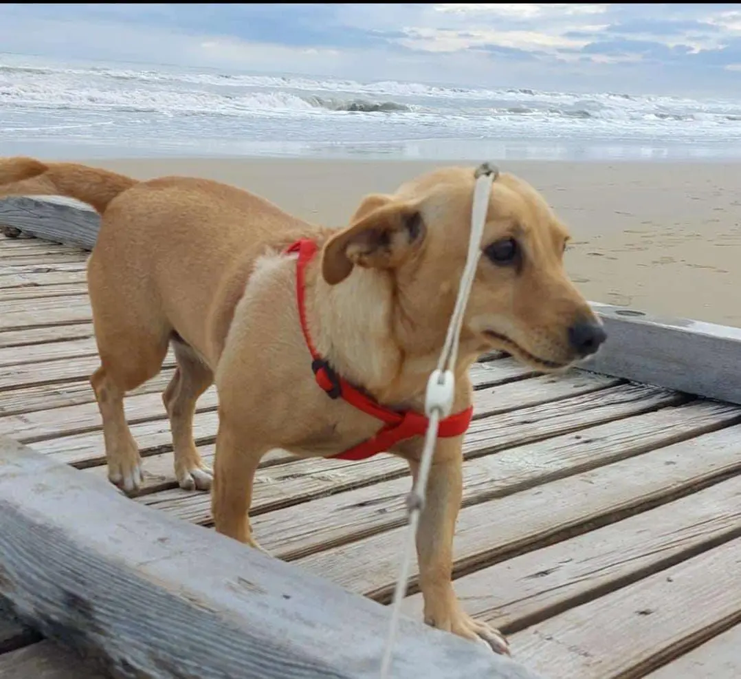 cagna lost   31047 Ponte di Piave Lussj