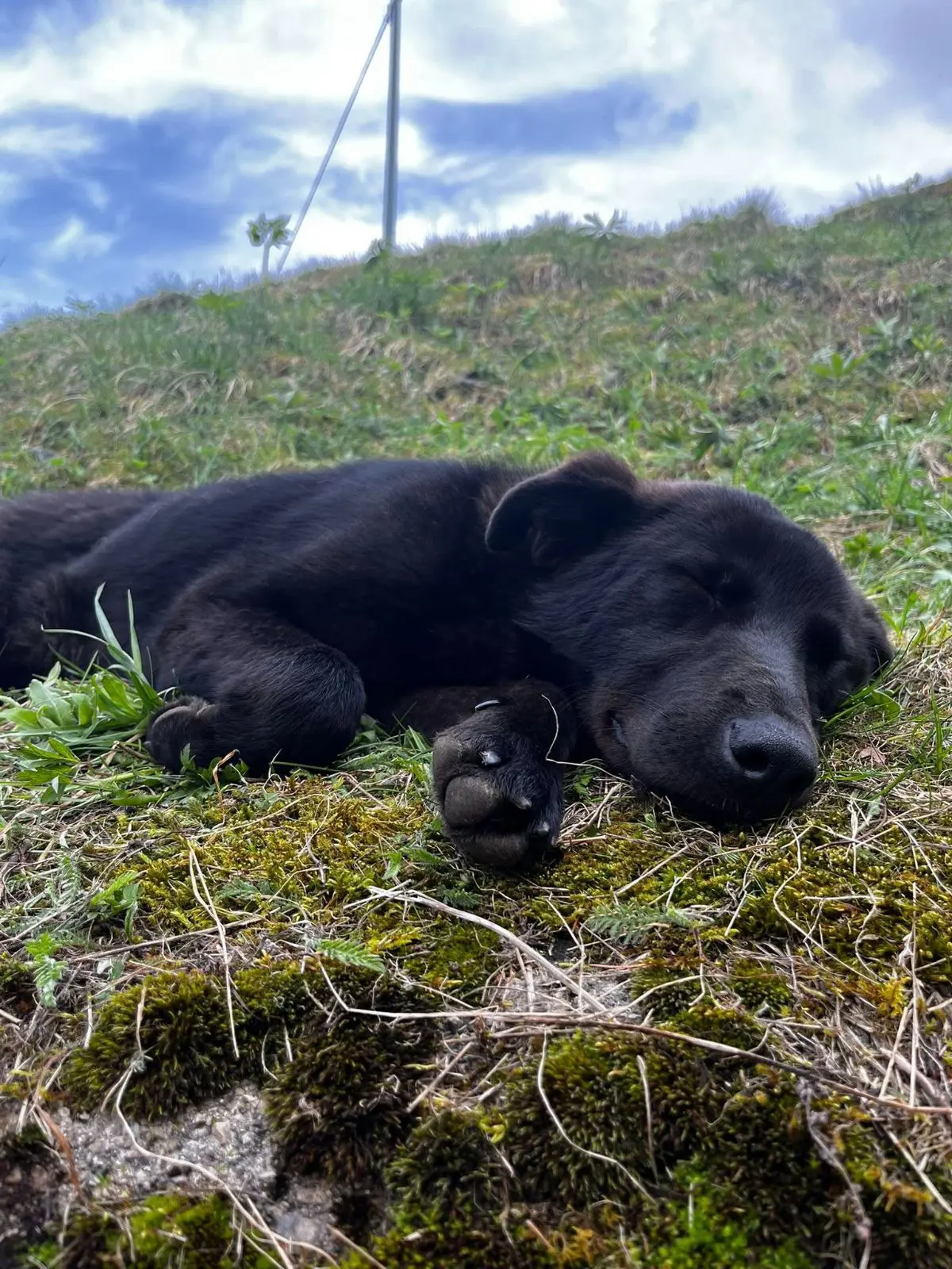 cagna lost   31037 Loria Nina