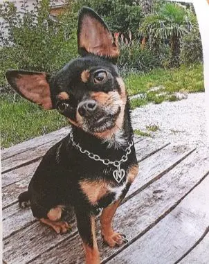 cagna lost   33052 Cervignano del Friuli / Çarvignan Channel