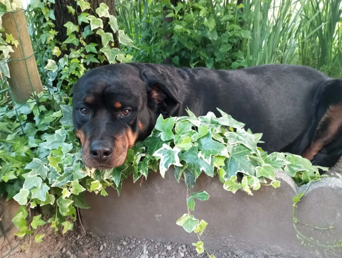 cagna lost  Via Quattro Novembre 33044 Manzano / Manzan Chira