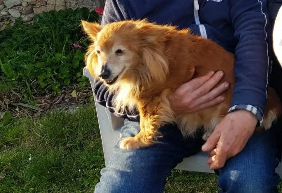 cagna lost   33032 Bertiolo / Bertiûl Daisy