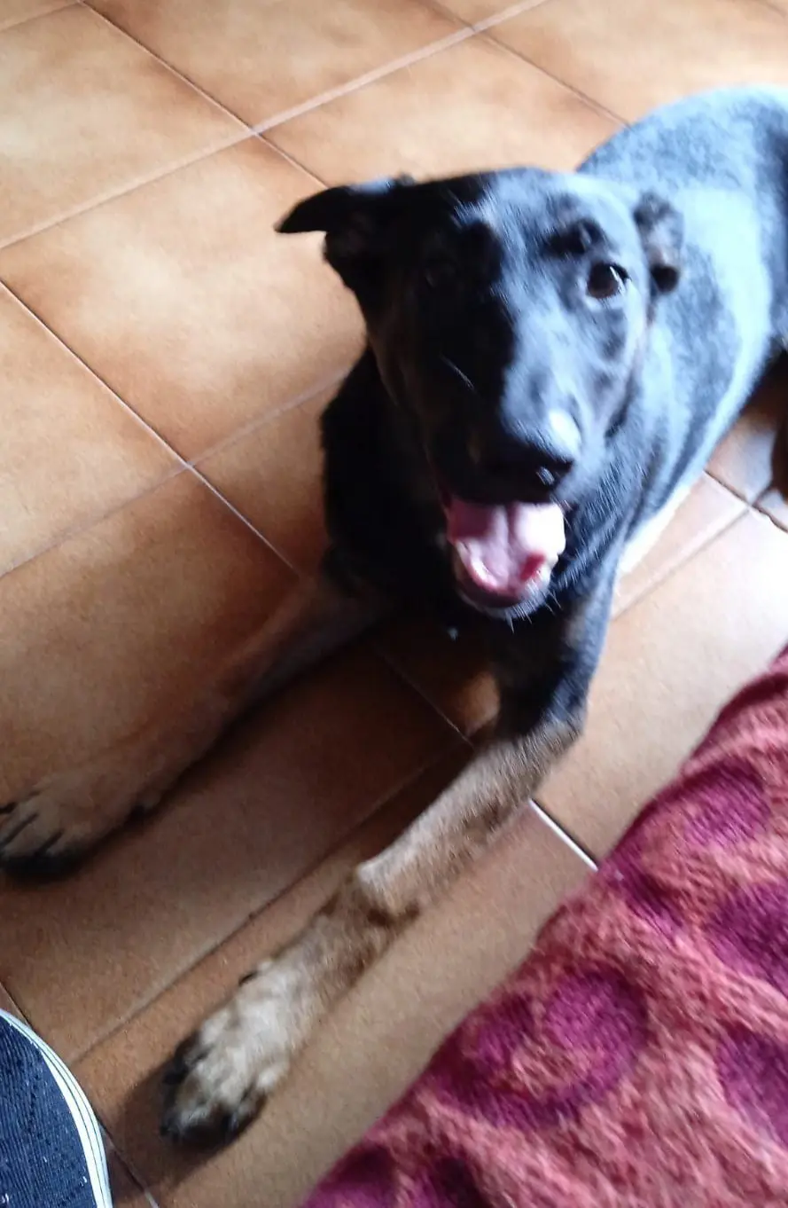 cagna lost   33030 Coseano / Cosean Lea