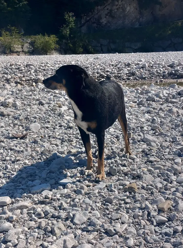 cagna lost   33036 Mereto di Tomba / Merêt di Tombe Luna