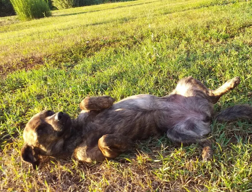 cagna lost   33061 Teor / Teôr Non