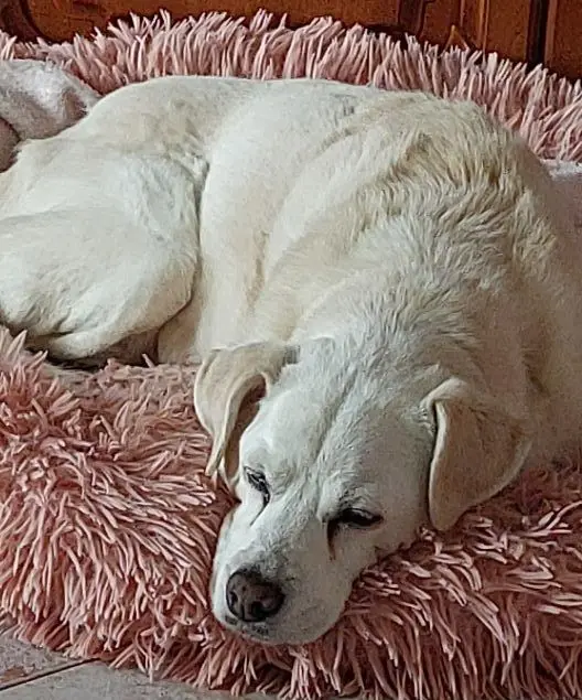 cagna lost   33040 Savogna Lady