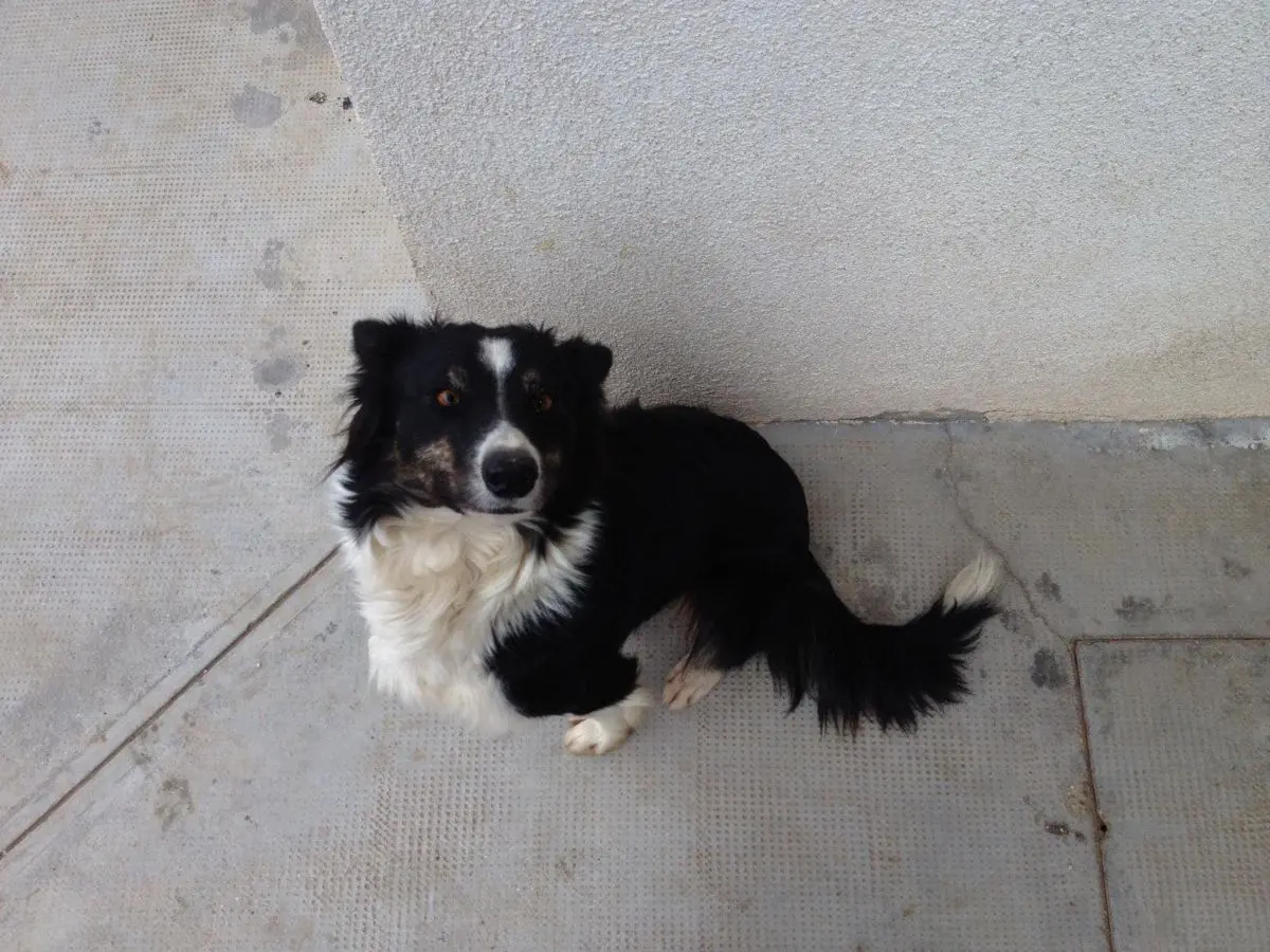 cagna lost   33036 Mereto di Tomba / Merêt di Tombe Zara