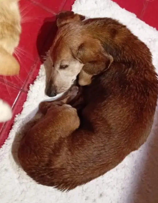 cagna lost   21018 Sesto Calende Andrea