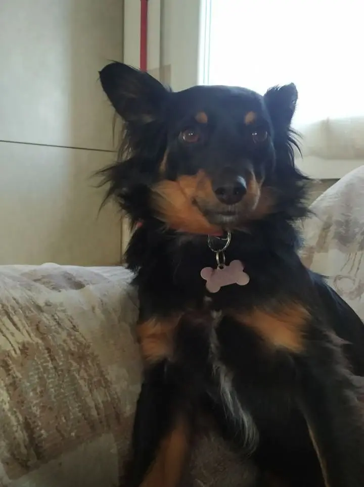 cagna lost   36063 Marostica Luna