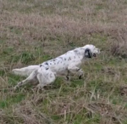 cagna lost   36043 Camisano Vicentino Setter