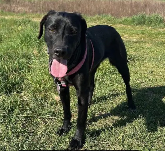 cagna lost   36040 Torri di Quartesolo Thea