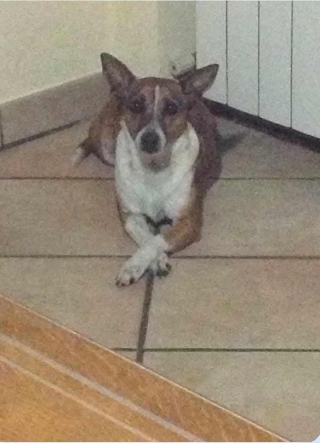 cagna lost   37054 Nogara Sissi