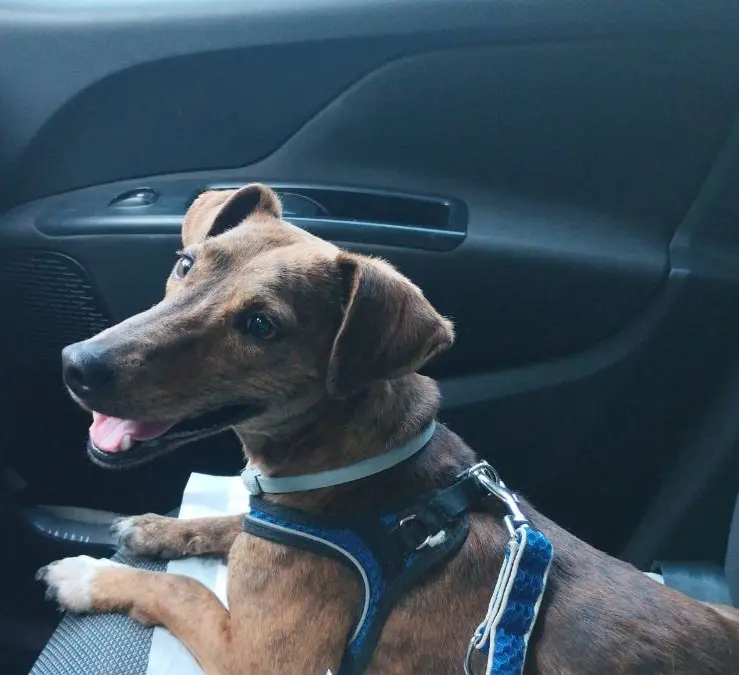 cagna lost   01012 Capranica Lola