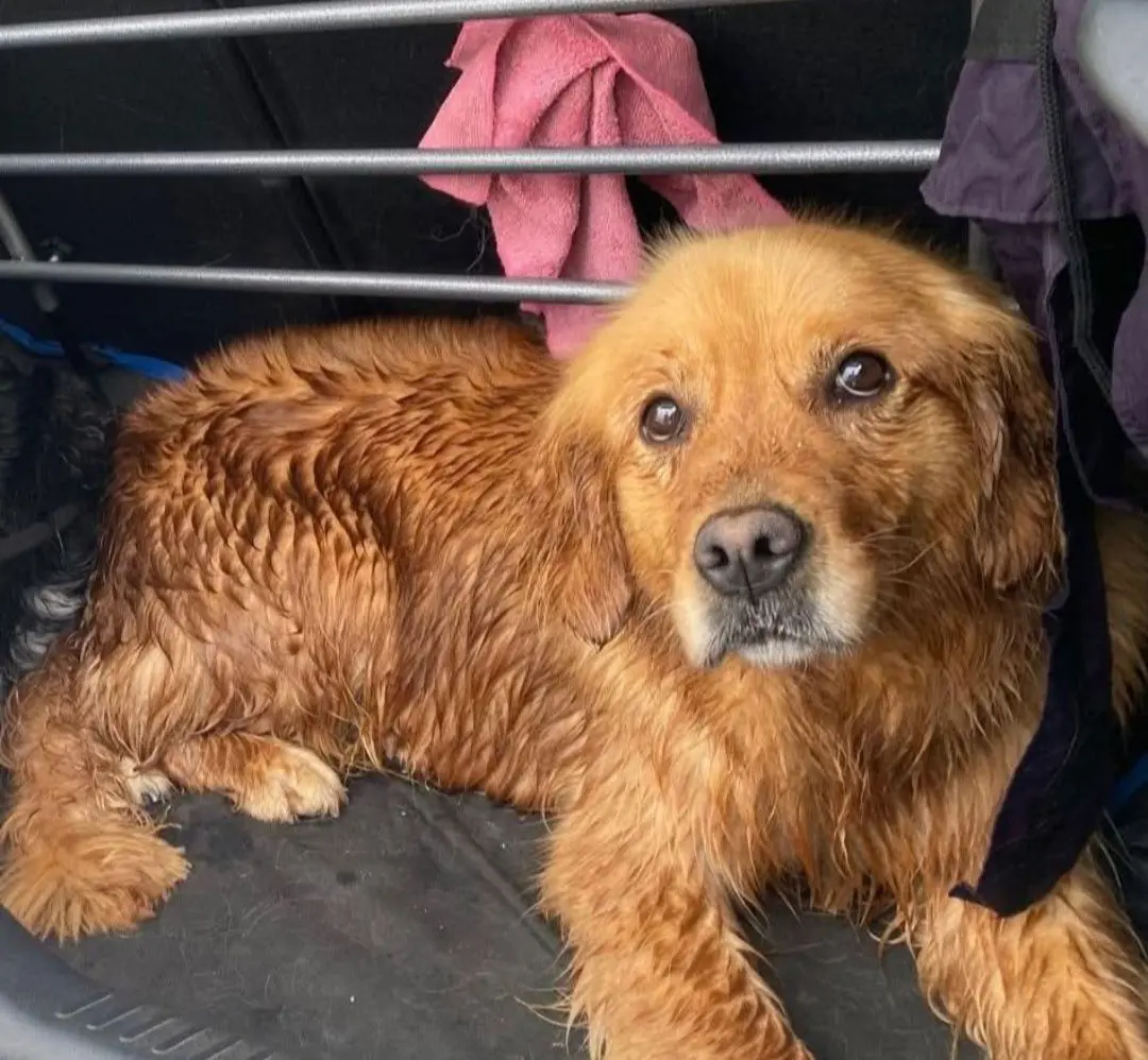 cagna reunited    Sarre Castagna