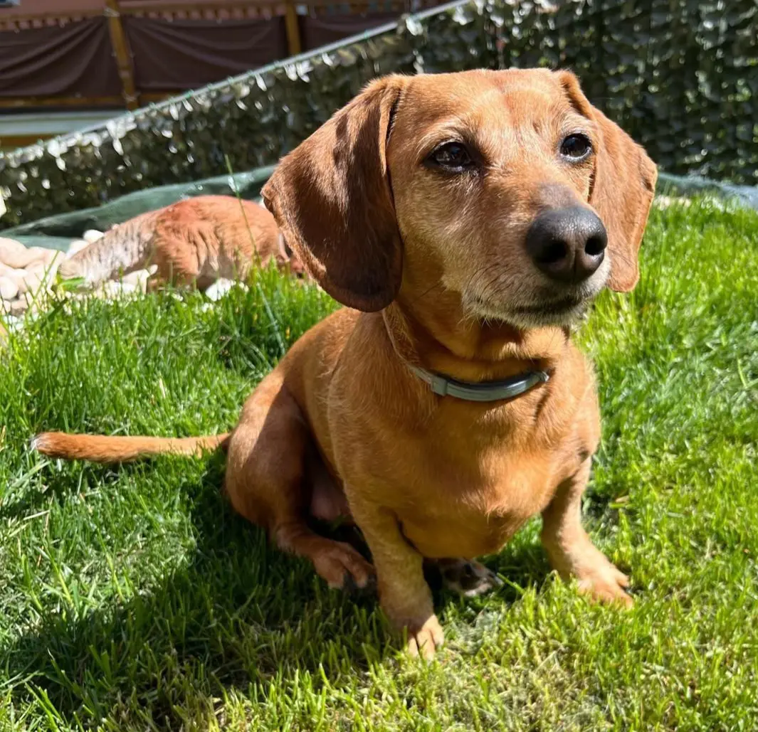 cagna reunited    Gignod Lisette