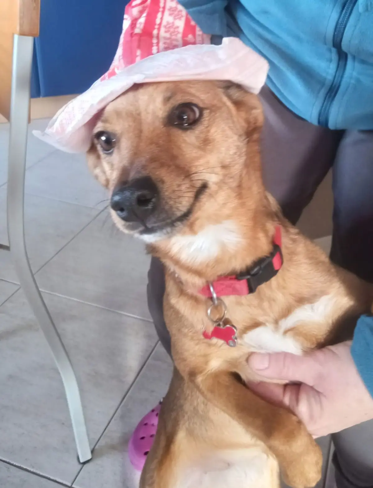 cagna reunited    Gignod Stella