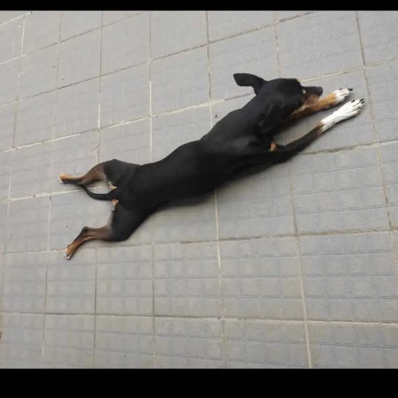 cagna reunited   60019 Senigallia Elsa