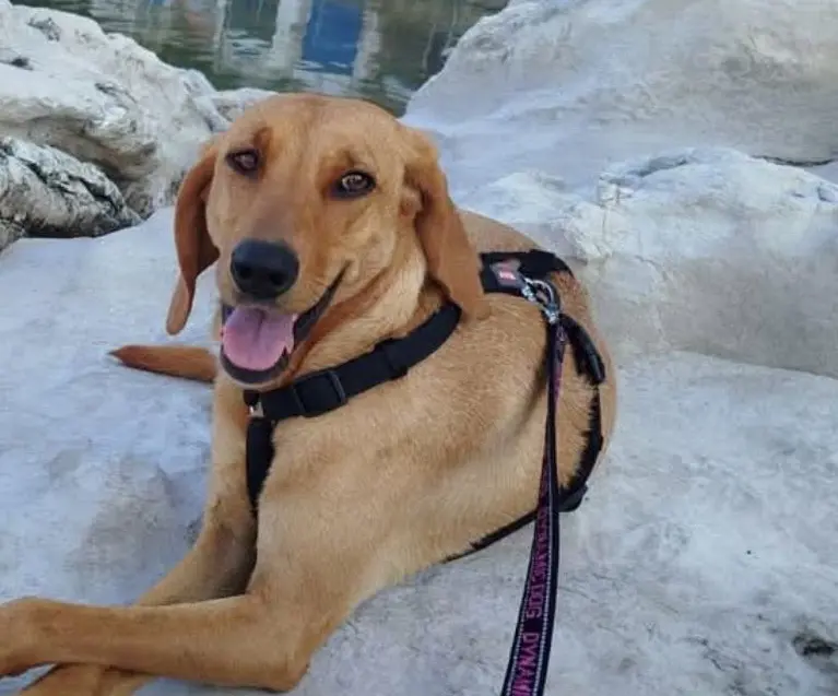 cagna reunited  Strada Provinciale 2 Sirolo - Senigallia 60020 Polverigi Mamy