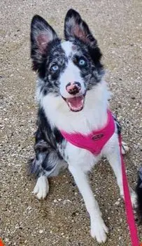 cagna reunited    Jesi Melanie