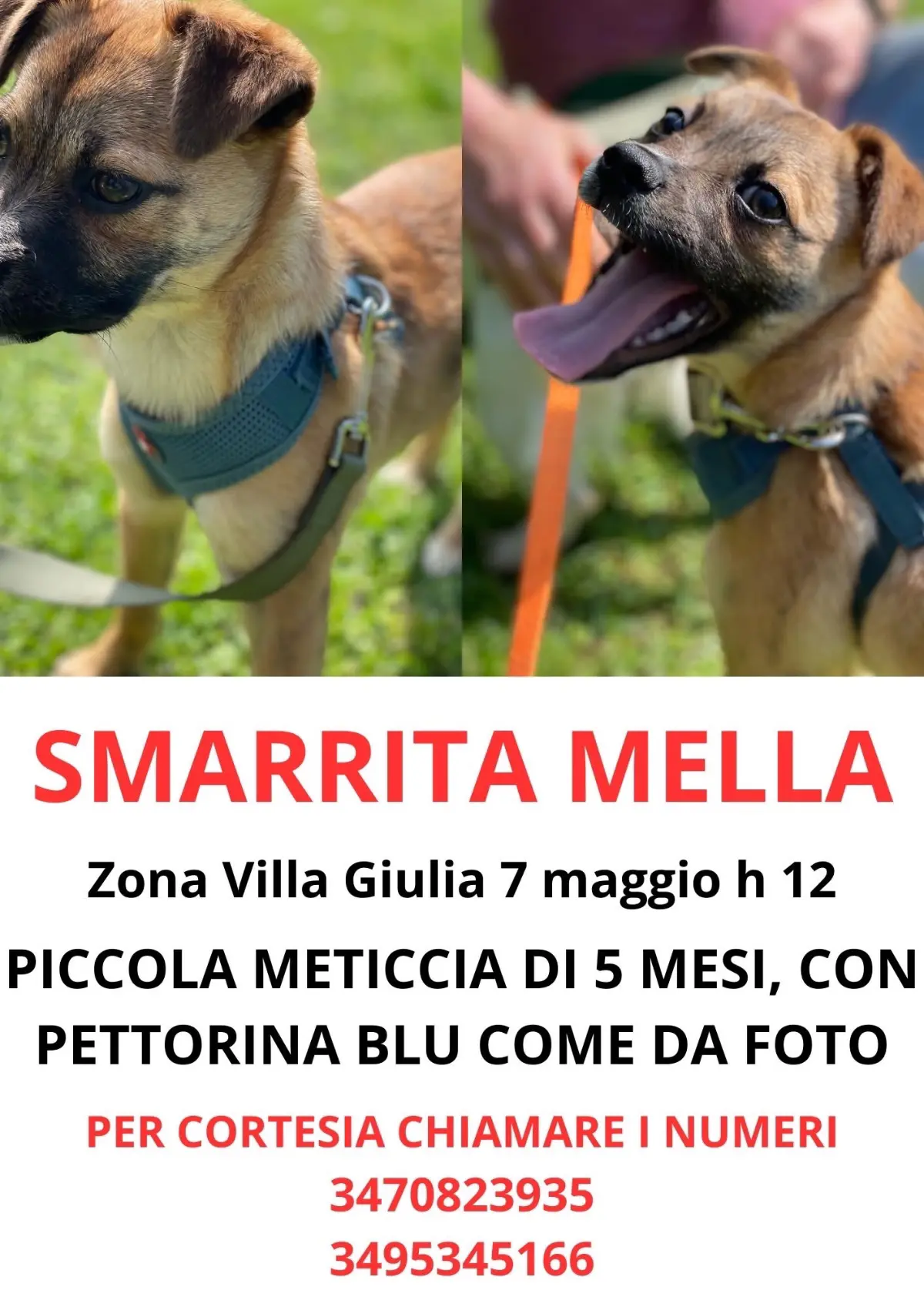 cagna reunited   60027 Osime Mella