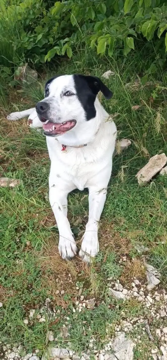 cagna reunited    Monsano Mia