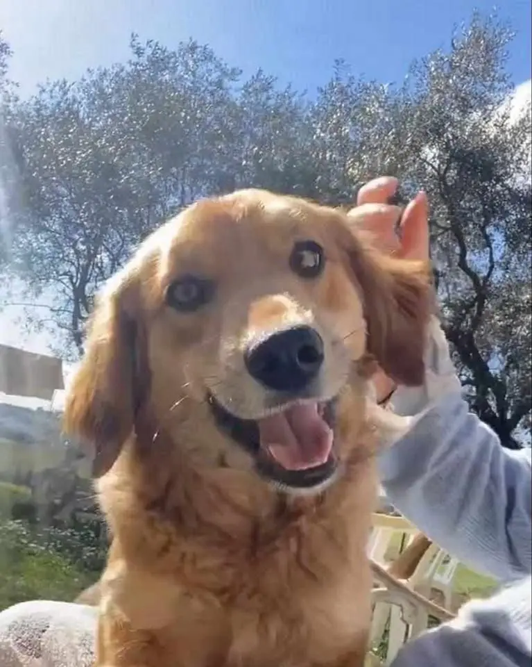 cagna reunited   60019 Senigallia Miele