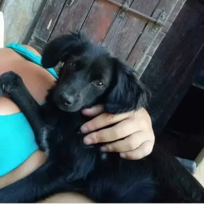 cagna reunited   60019 Senigallia Nera