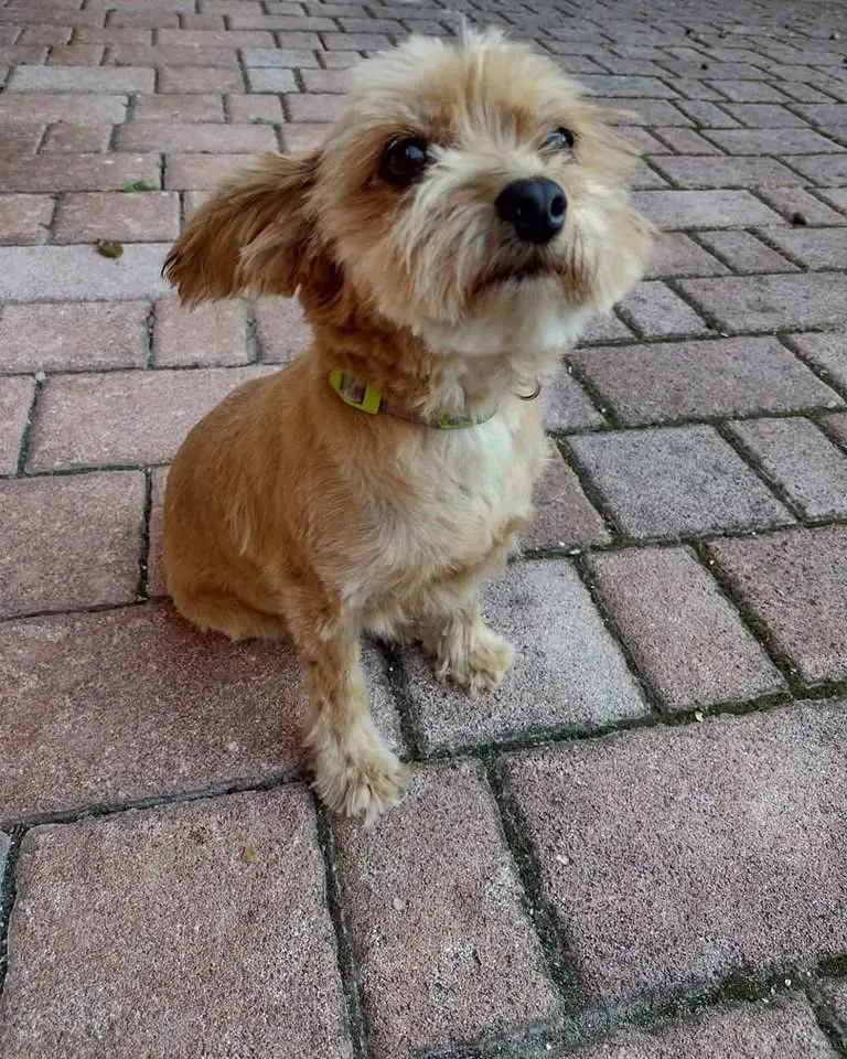 cagna reunited   60021 Camerano Peppe